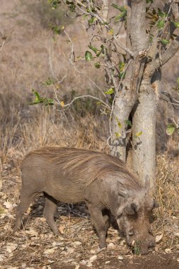 Common warthog (Phacochoerus africanus) wild pig in Africa