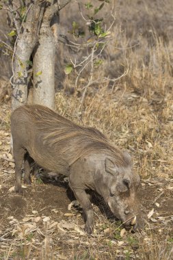 Common warthog (Phacochoerus africanus) wild pig in Africa