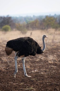 South African ostrich (Struthio camelus australis) in Africa