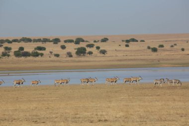 Group of Common eland antelopes and zebras in african savannah