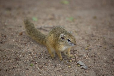 Eastern gray squirrel (Sciurus carolinensis) in nature