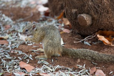 Eastern gray squirrel (Sciurus carolinensis) in nature