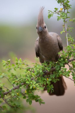 Grey go-away-bird (Corythaixoides concolor) bird on tree branch