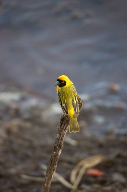 Doğanın dalında renkli bir kuş