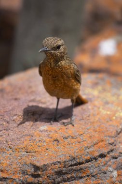 Cape rock thrush (Monticola rupestris) bird in nature