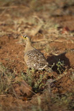 Double-banded sandgrouse (Pterocles bicinctus) bird in nature