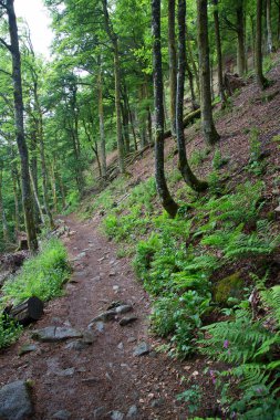 Beautiful green forest with hills