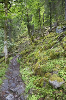 Beautiful green forest with hills