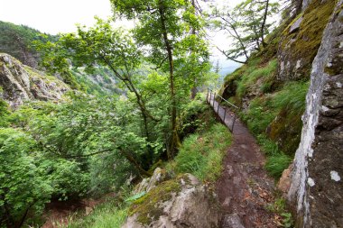 dağlar yeşil ormanda