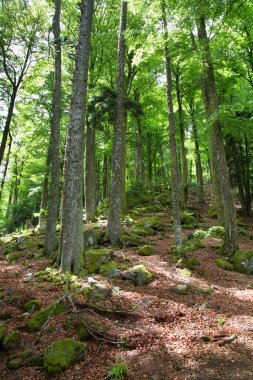 dağlar yeşil ormanda