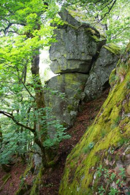 dağlar yeşil ormanda