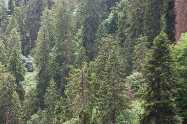 dağlar yeşil ormanda