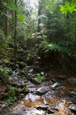 dağlar yeşil ormanda