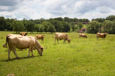 Yeşil çayırlarda otlayan inekler.