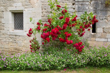 Beautiful flowers on old brick castle 