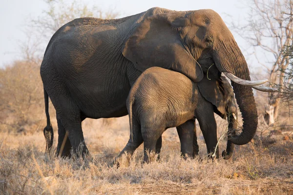 Mother Baby African Elephants Savanna — Stock Photo, Image