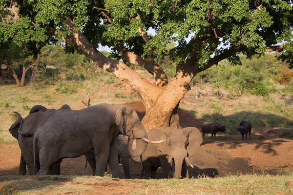Gruppe Afrikanischer Elefanten Der Savanne — Stockfoto