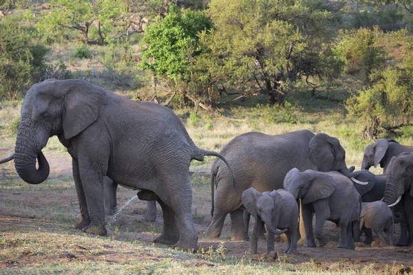 Groupe Éléphants Afrique Savane — Photo