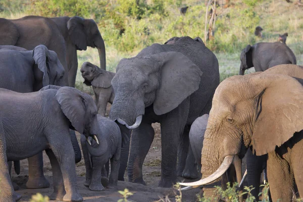 Groupe Éléphants Afrique Savane — Photo