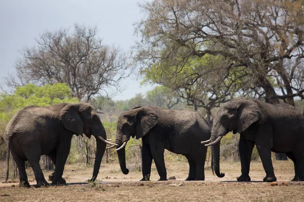 African Elephants Dry Savanna — Photo