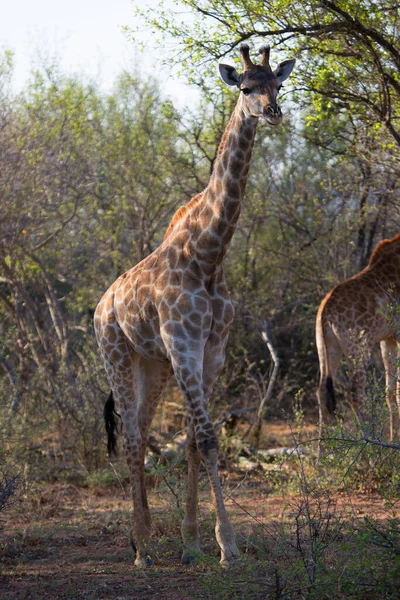 Kaapse Giraffes African Savanna — Foto Stock
