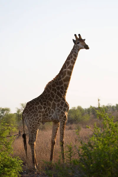 Капсе Жираф Африканській Савані — стокове фото