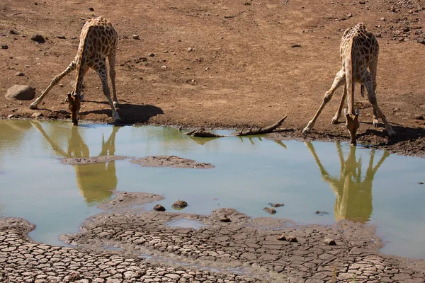 Kaapse Giraffes Drinking Water River African Savanna — Zdjęcie stockowe