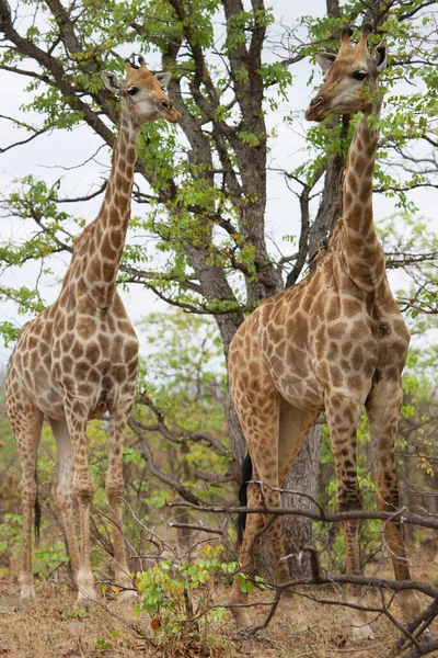 Kaapse Giraffes African Savanna — Foto Stock