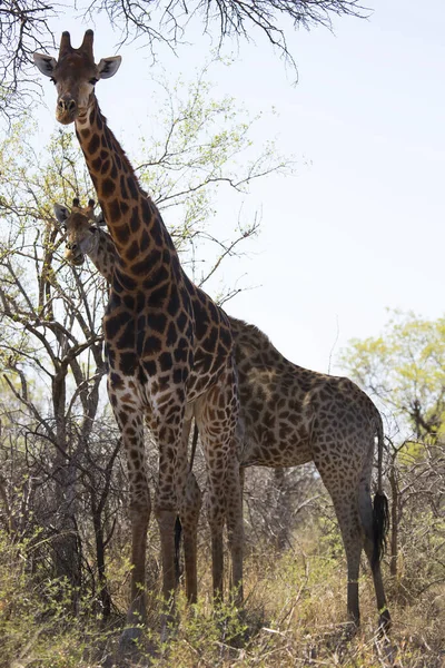 Kaapse Giraffes African Savanna — Stock Photo, Image