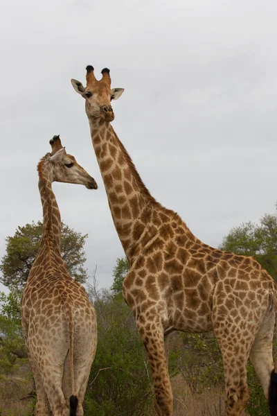 Kaapse Giraffes African Savanna — Stock Photo, Image