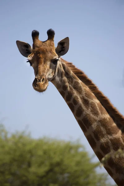 Gedeeltelijk Afrikaanse Kaapse Giraf — Stockfoto