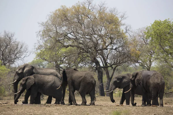 Groep Afrikaanse Olifanten Savanne — Stockfoto