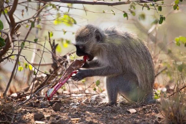 Vervet Monkey Chlorocebus Pygerythrus Eat Chocolate — Foto de Stock