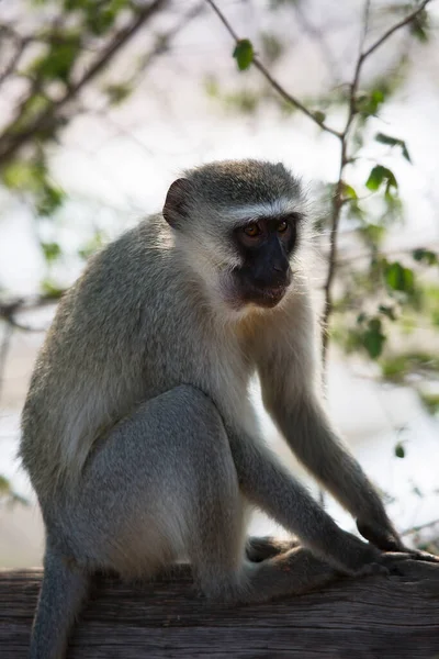 Vervet Monkey Chlorocebus Pygerythrus Africa — Foto de Stock