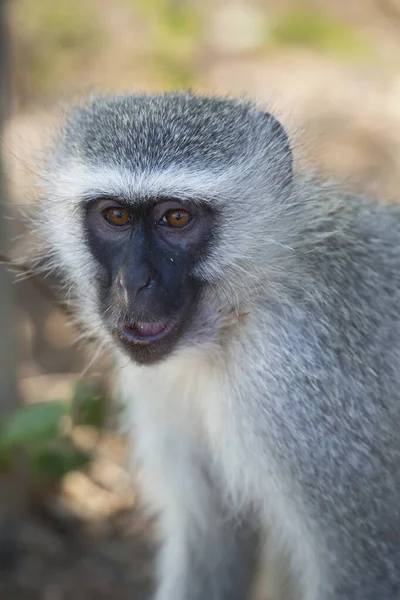 Vervet Monkey Chlorocebus Pygerythrus Africa — Stock Photo, Image