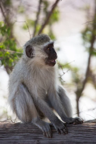 Vervet Monkey Chlorocebus Pygerythrus Africa — Foto de Stock