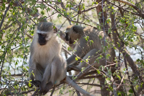 Vervet Monkeys Chlorocebus Pygerythrus Africa — Foto de Stock
