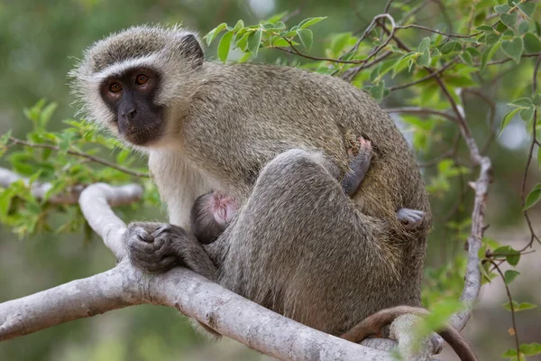 Mother Baby Vervet Monkeys Chlorocebus Pygerythrus — Stok fotoğraf