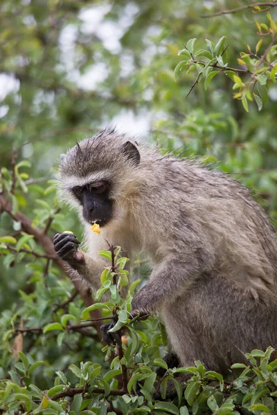 Vervet Monkeys Chlorocebus Pygerythrus Eating Fruit — Foto de Stock