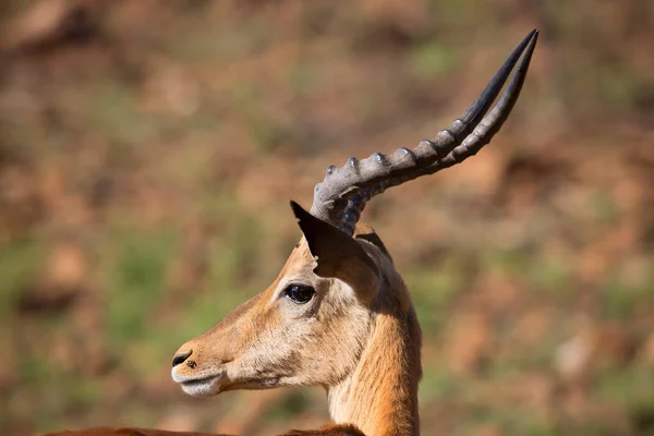 Partial Male Impala Africa — Zdjęcie stockowe