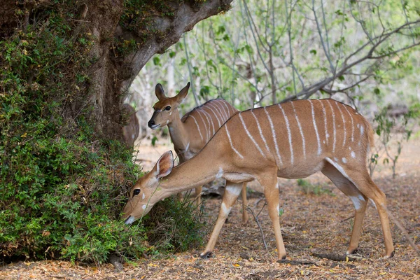Lowland Nyala Simply Nyala Tragelaphus Angasii Antelopes Africa — 图库照片