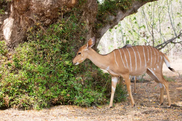 Female Lowland Nyala Simply Nyala Tragelaphus Angasii Antelope Africa — 图库照片