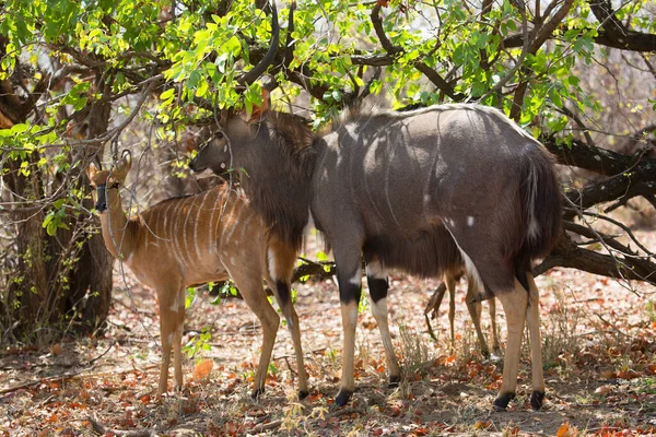 Lowland Nyala Simply Nyala Tragelaphus Angasii Antelopes Africa — Zdjęcie stockowe