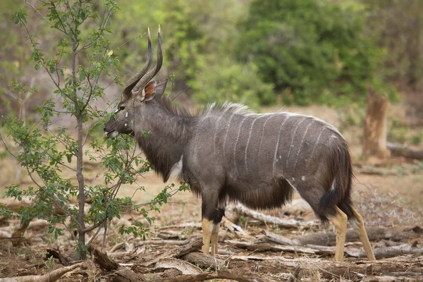 Male Lowland Nyala Simply Nyala Tragelaphus Angasii Antelope Africa — Foto Stock