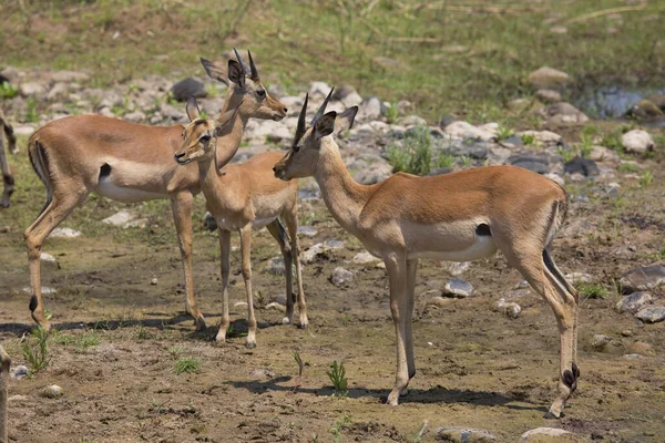 Group Impalas Rooiboks Aepyceros Melampus Africa — 图库照片