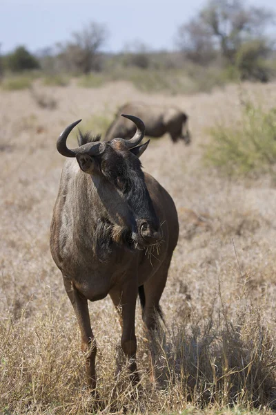 Blue Wildebeest Connochaetes Taurinus Antelopes African Savanna — Fotografia de Stock