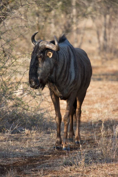 Blue Wildebeest Connochaetes Taurinus Antelope African Savanna — Fotografia de Stock