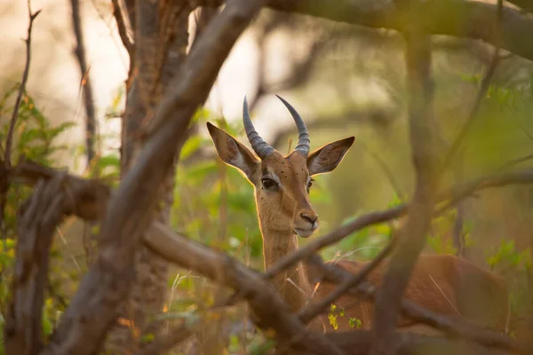 Impala Rooibok Aepyceros Melampus Africa — Stockfoto