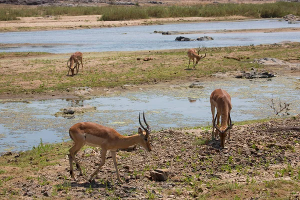 Impala Rooibok Aepyceros Melampus Antelopes Africa — Zdjęcie stockowe