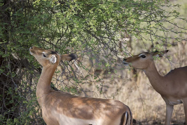 Antílopes Impala Rooibok Aepyceros Melampus África —  Fotos de Stock
